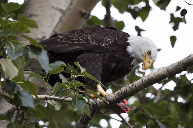 051 Haines, Chilkat Bald Eagle Preserve, Visarend.jpg